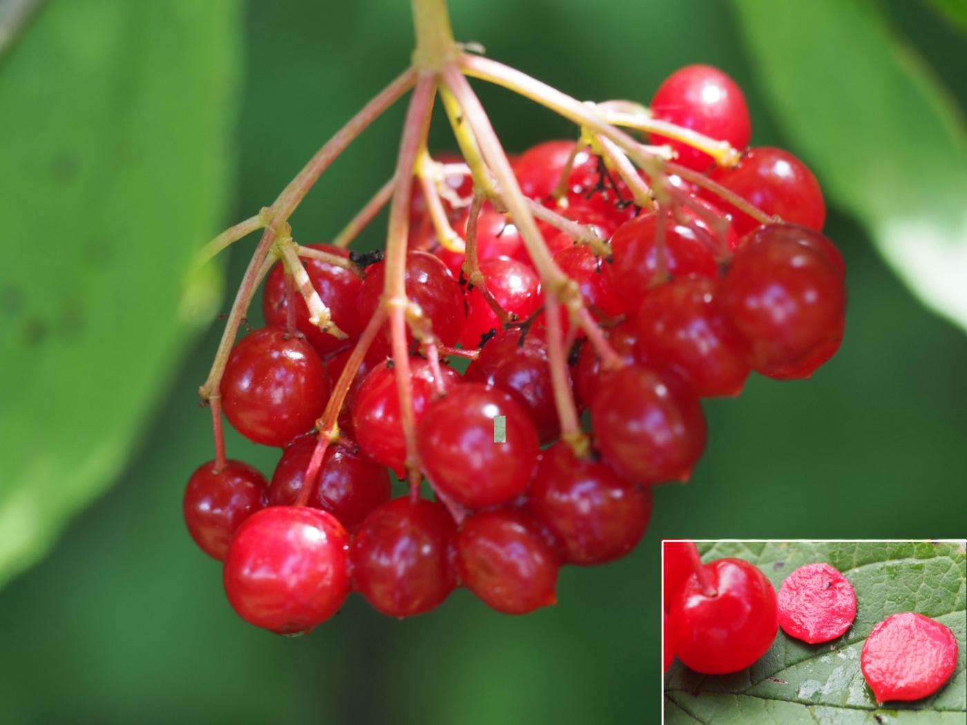 Guelder Rose fruit